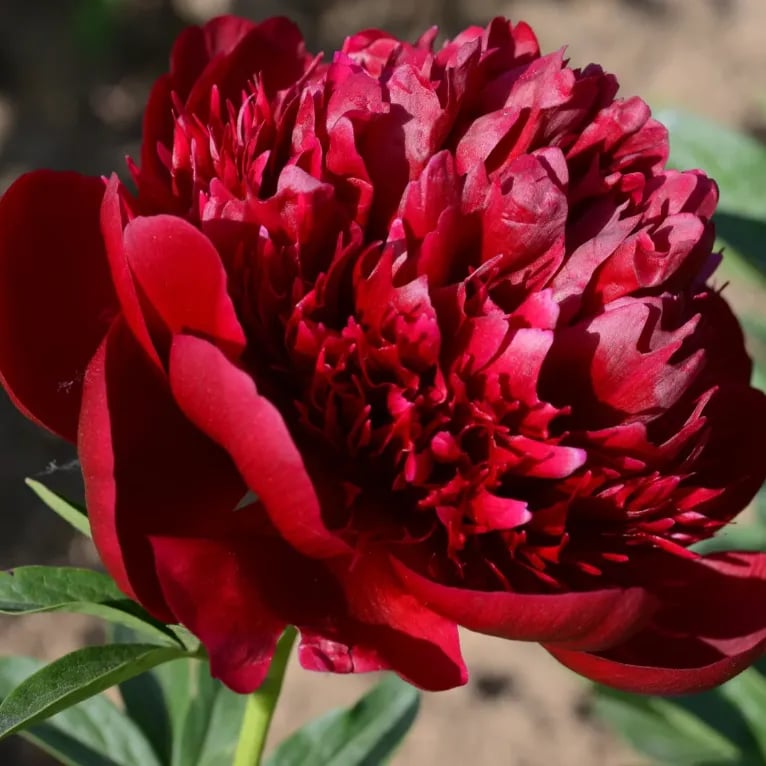 đșTHE QUEEN OF FLOWERSâDOUBLE PETALED PIANI