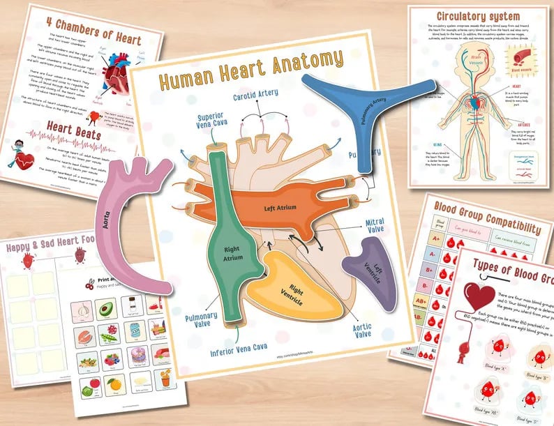 Human Anatomy Busy Bookš„