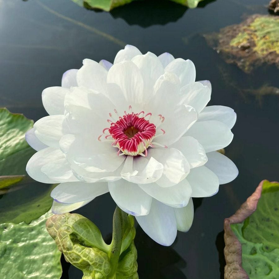 🌸7 Days germination🌸Last Day Sale - 70% OFF💐The Sacred Bonsai Bowl Lotus Flower