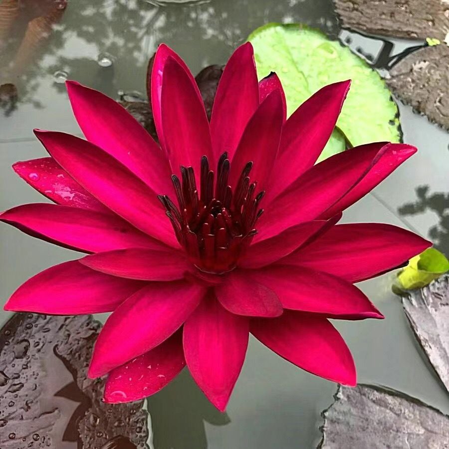 🌸7 Days germination🌸Last Day Sale - 70% OFF💐The Sacred Bonsai Bowl Lotus Flower