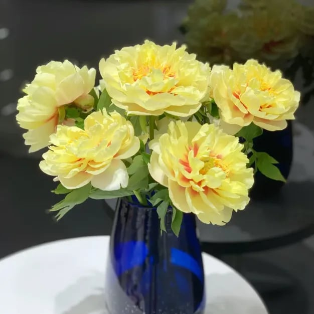đșTHE QUEEN OF FLOWERSâDOUBLE PETALED PIANI