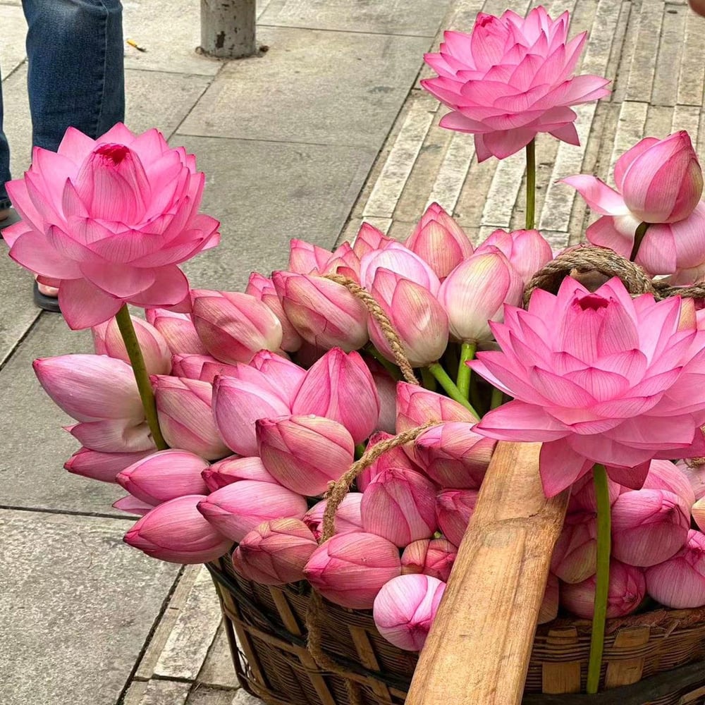 🌸7 Days germination🌸Last Day Sale - 70% OFF💐The Sacred Bonsai Bowl Lotus Flower