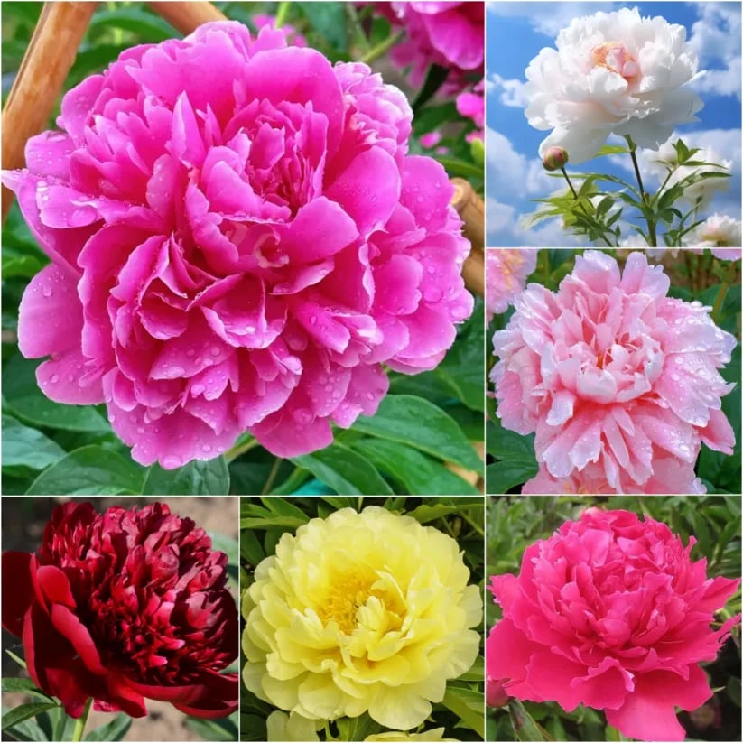 đșTHE QUEEN OF FLOWERSâDOUBLE PETALED PIANI
