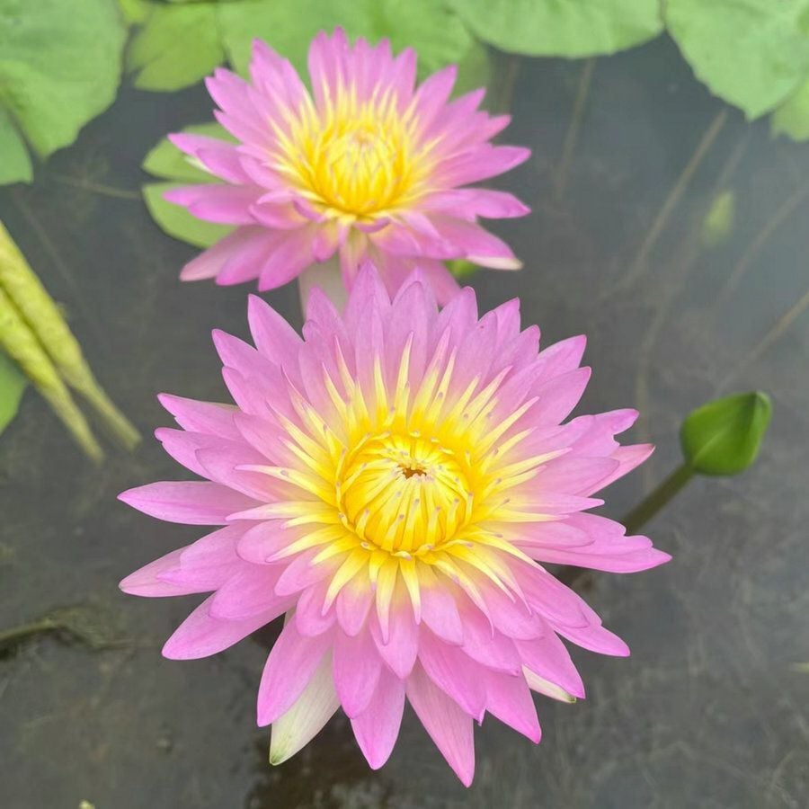 🌸7 Days germination🌸Last Day Sale - 70% OFF💐The Sacred Bonsai Bowl Lotus Flower