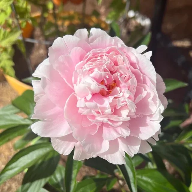 đșTHE QUEEN OF FLOWERSâDOUBLE PETALED PIANI