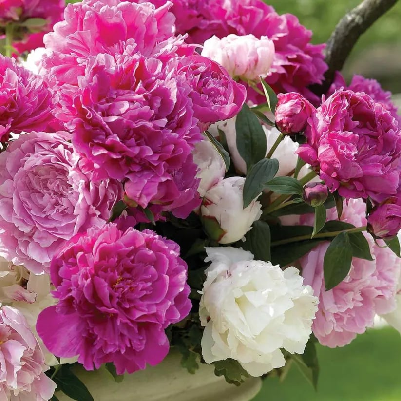đșTHE QUEEN OF FLOWERSâDOUBLE PETALED PIANI