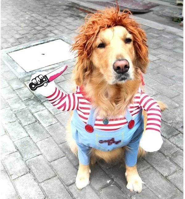 Dog Costume - Cowboy Rider