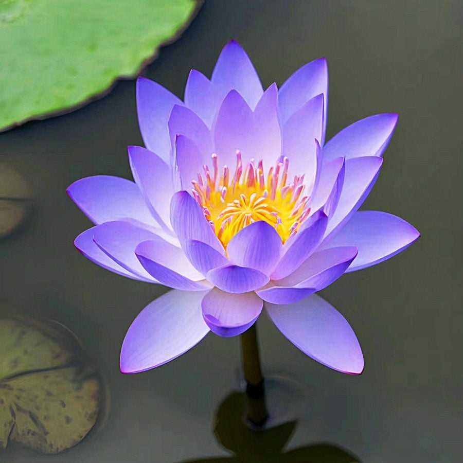 🌸7 Days germination🌸Last Day Sale - 70% OFF💐The Sacred Bonsai Bowl Lotus Flower