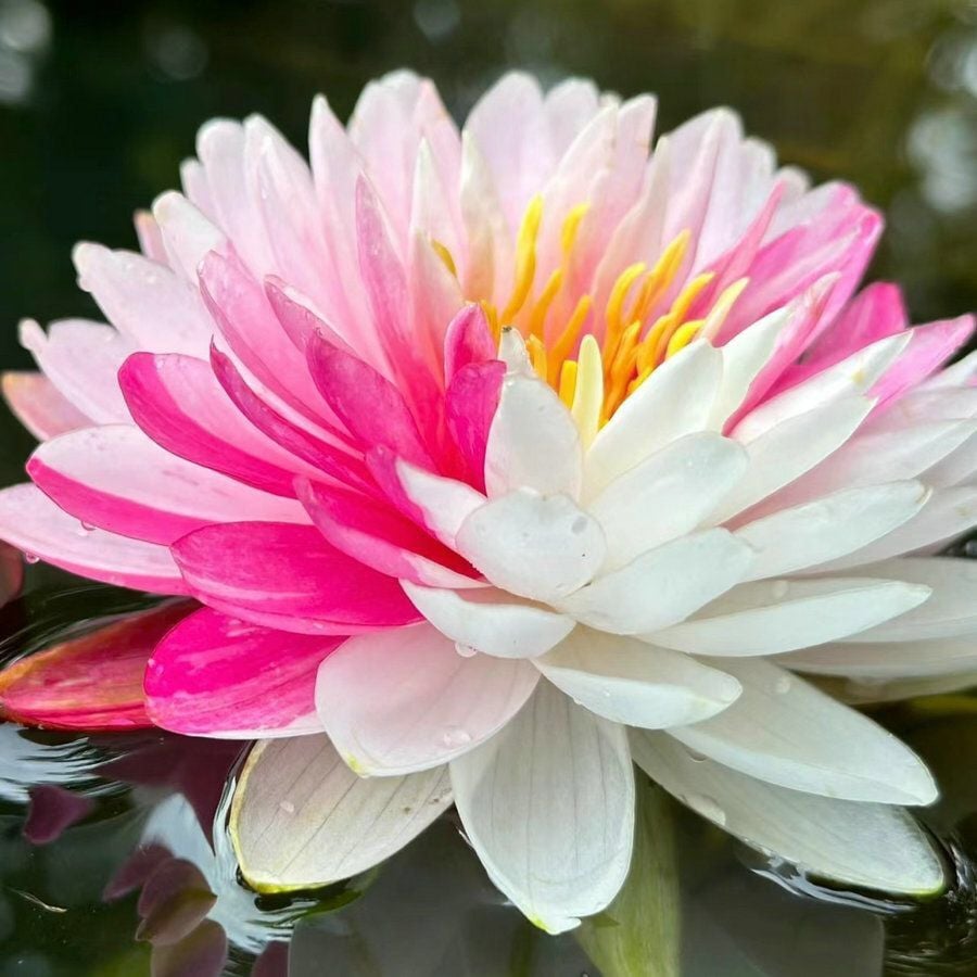 🌸7 Days germination🌸Last Day Sale - 70% OFF💐The Sacred Bonsai Bowl Lotus Flower