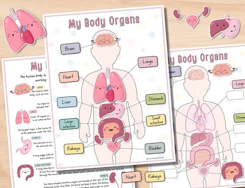 Human Anatomy Busy Bookš„