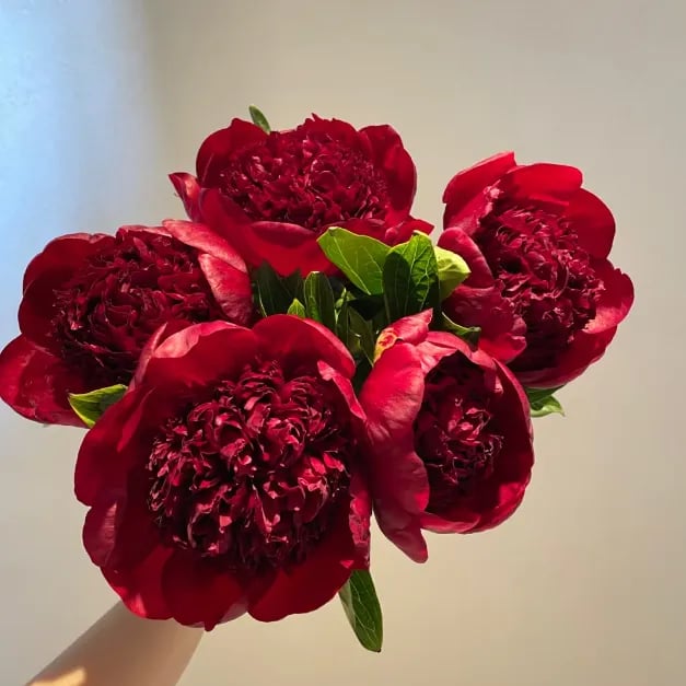 đșTHE QUEEN OF FLOWERSâDOUBLE PETALED PIANI