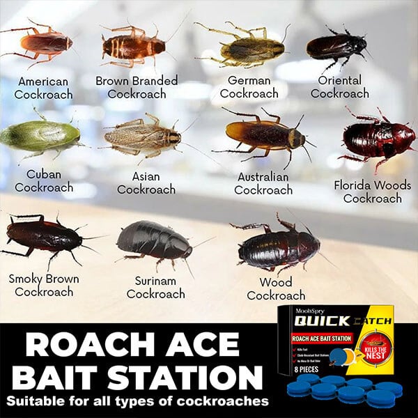 LAST DAY 75% OFF🔥 - Roach Ace Bait Station