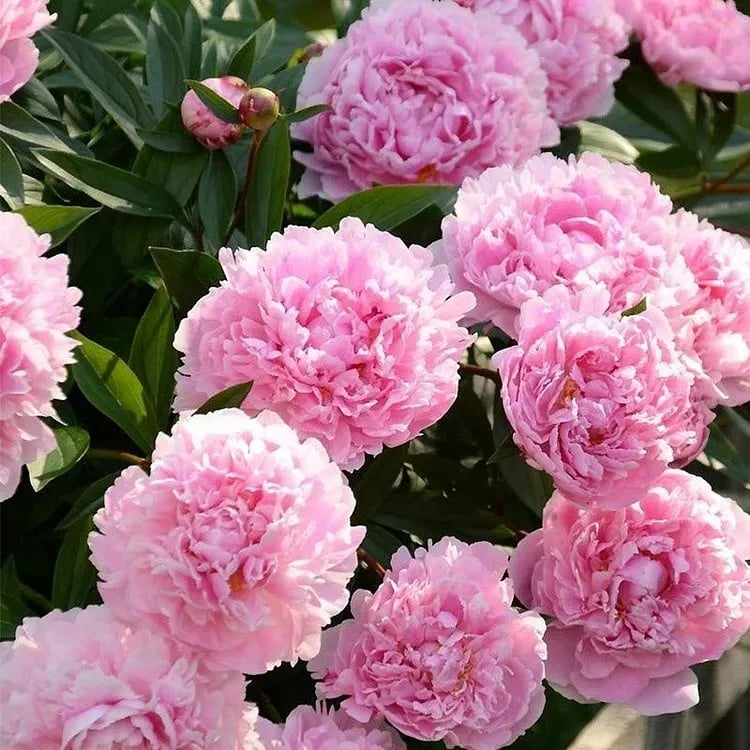 đșTHE QUEEN OF FLOWERSâDOUBLE PETALED PIANI