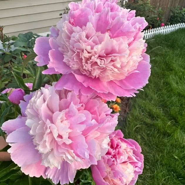 đșTHE QUEEN OF FLOWERSâDOUBLE PETALED PIANI