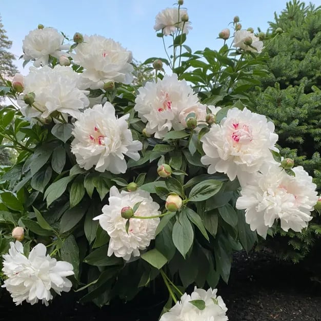 đșTHE QUEEN OF FLOWERSâDOUBLE PETALED PIANI