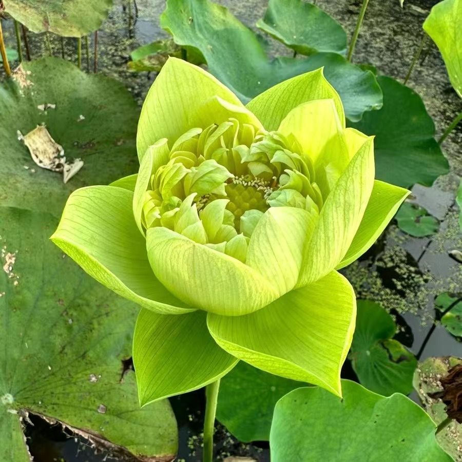 🌸7 Days germination🌸Last Day Sale - 70% OFF💐The Sacred Bonsai Bowl Lotus Flower