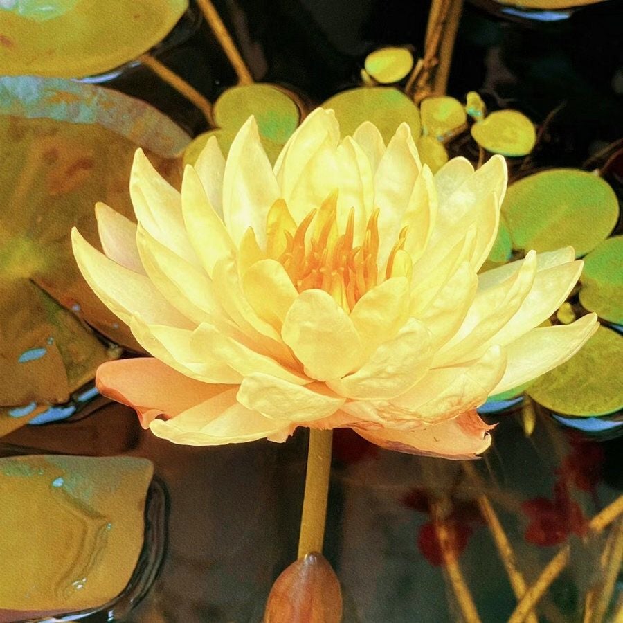🌸7 Days germination🌸Last Day Sale - 70% OFF💐The Sacred Bonsai Bowl Lotus Flower