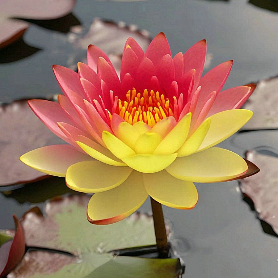 🌸7 Days germination🌸Last Day Sale - 70% OFF💐The Sacred Bonsai Bowl Lotus Flower