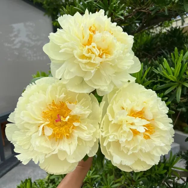 đșTHE QUEEN OF FLOWERSâDOUBLE PETALED PIANI