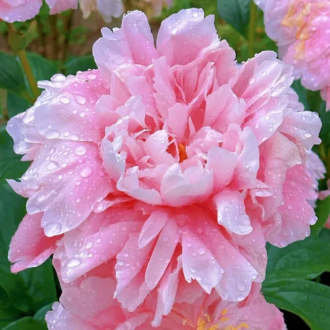 đșTHE QUEEN OF FLOWERSâDOUBLE PETALED PIANI