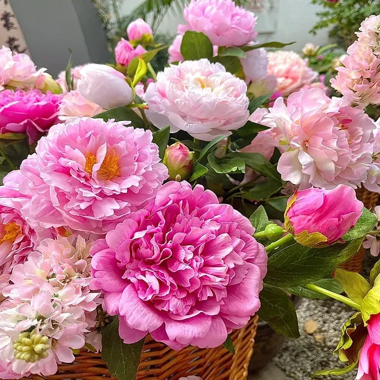 đșTHE QUEEN OF FLOWERSâDOUBLE PETALED PIANI