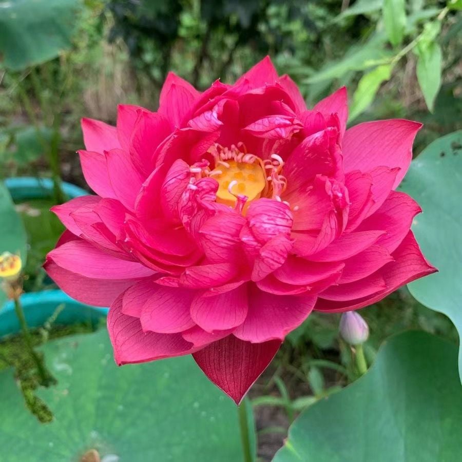 🌸7 Days germination🌸Last Day Sale - 70% OFF💐The Sacred Bonsai Bowl Lotus Flower