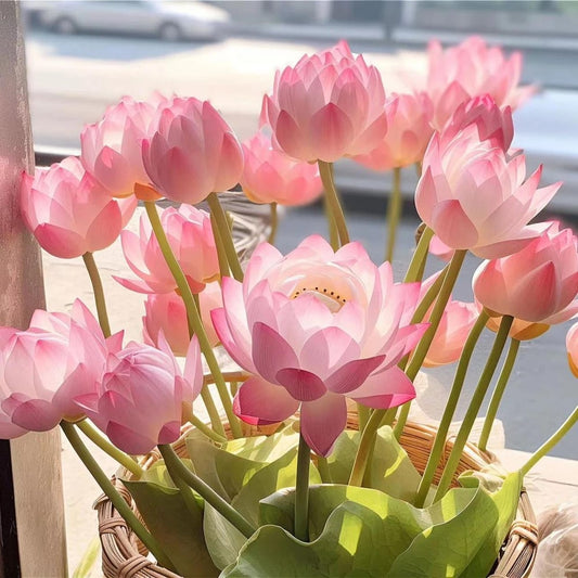 🌸7 Days germination🌸Last Day Sale - 70% OFF💐The Sacred Bonsai Bowl Lotus Flower