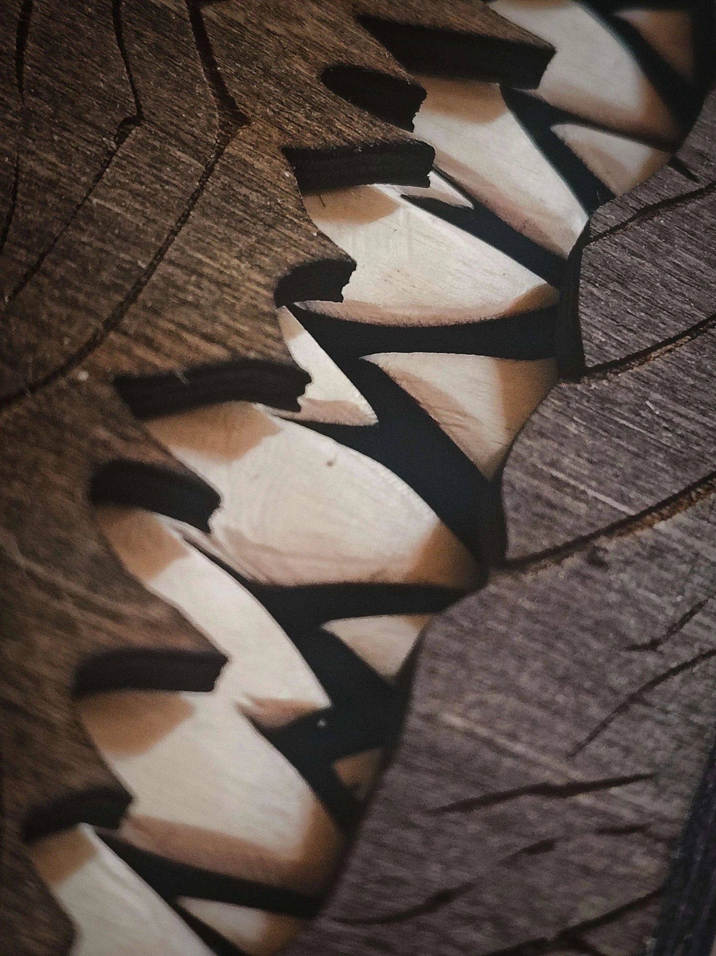 πΉ Monster Book Mimic Tabletop Storage Box π