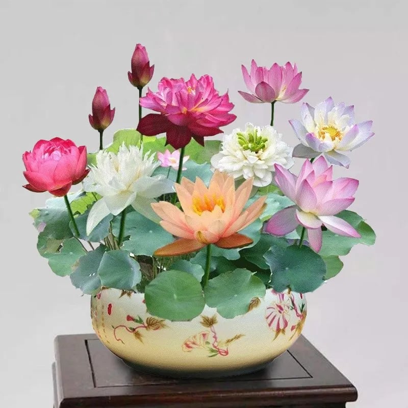 🌸7 Days germination🌸Last Day Sale - 70% OFF💐The Sacred Bonsai Bowl Lotus Flower