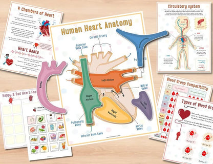 Human Anatomy Busy Book🔥