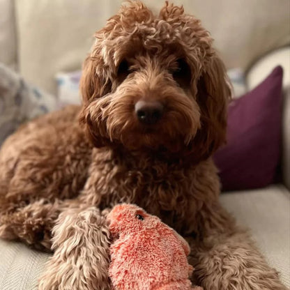 Lobster Interactive Dog Toy