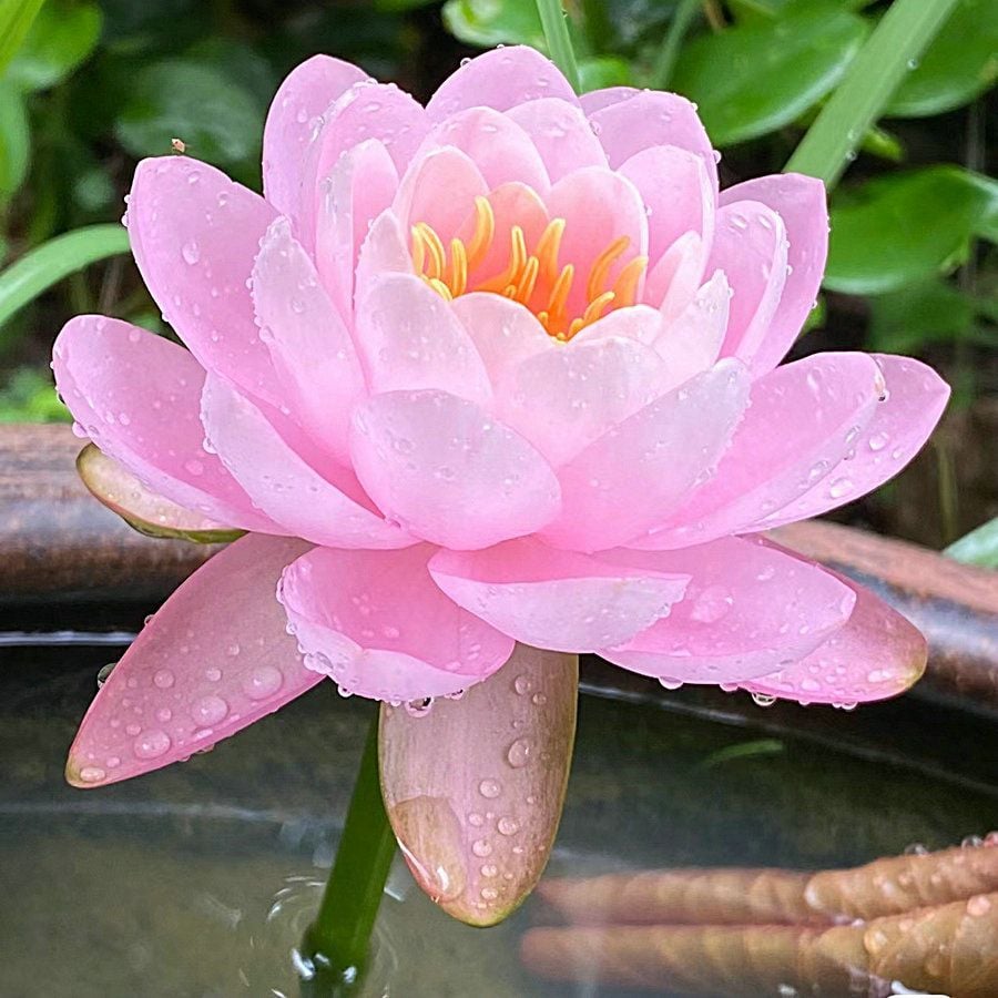 🌸7 Days germination🌸Last Day Sale - 70% OFF💐The Sacred Bonsai Bowl Lotus Flower