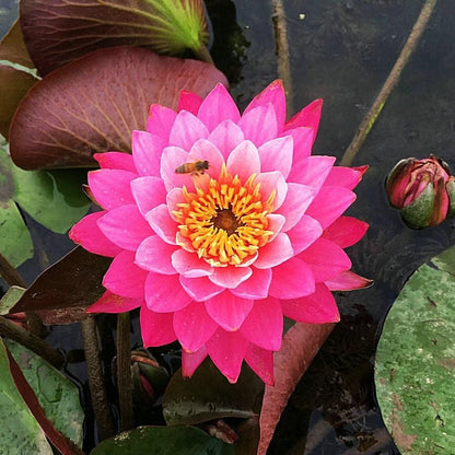 🌸7 Days germination🌸Last Day Sale - 70% OFF💐The Sacred Bonsai Bowl Lotus Flower