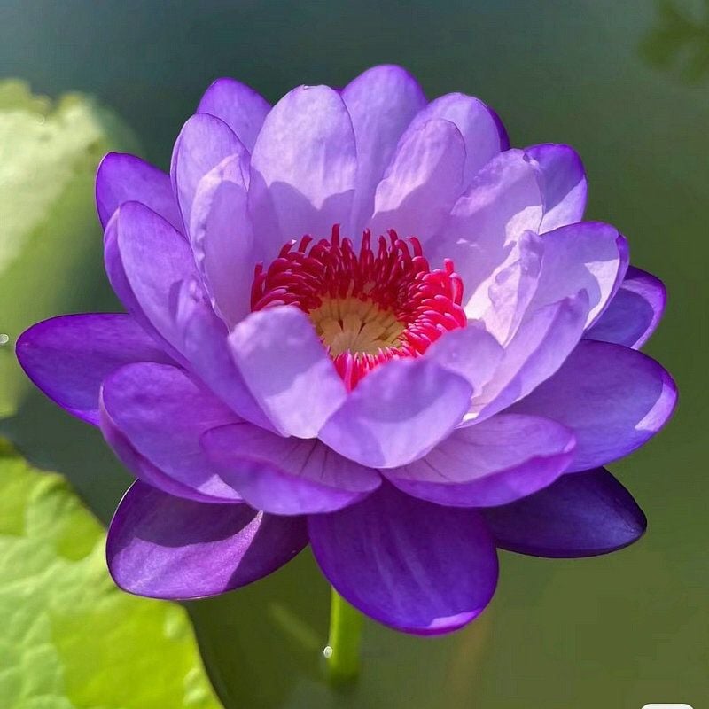 🌸7 Days germination🌸Last Day Sale - 70% OFF💐The Sacred Bonsai Bowl Lotus Flower