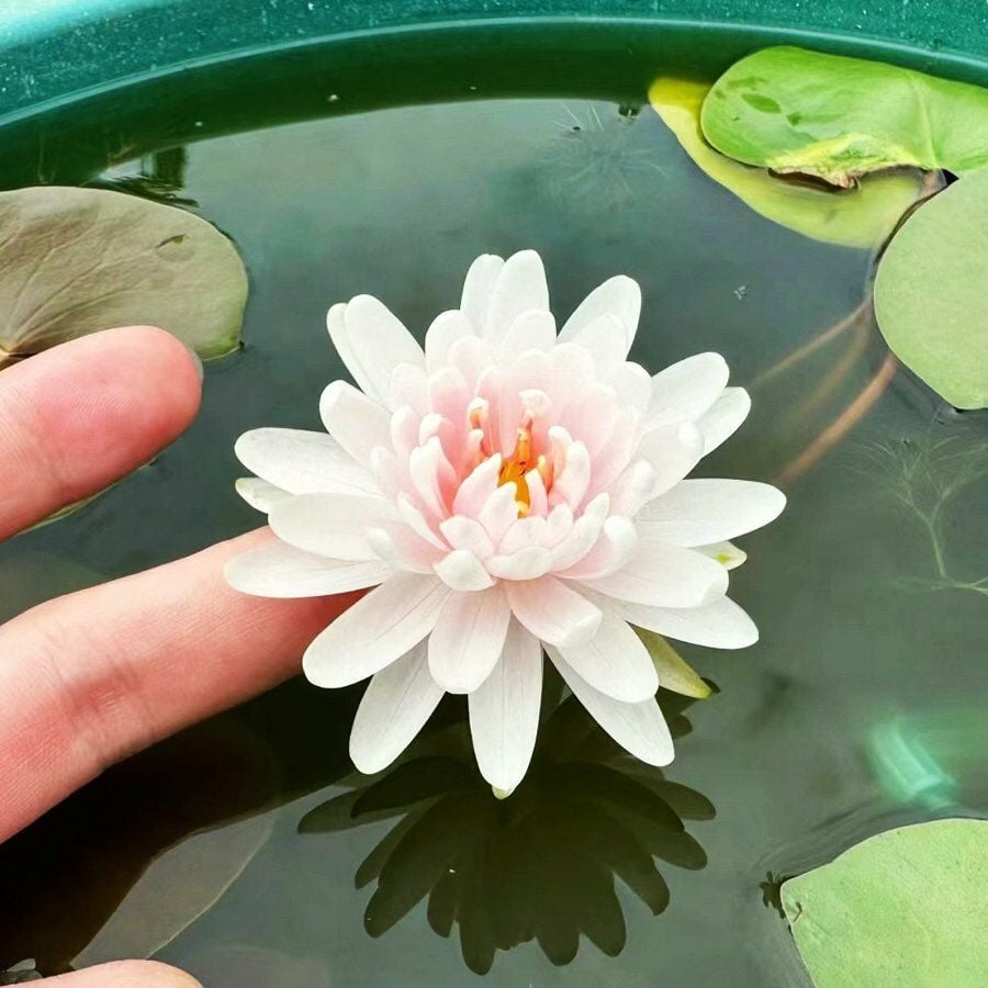 🌸7 Days germination🌸Last Day Sale - 70% OFF💐The Sacred Bonsai Bowl Lotus Flower