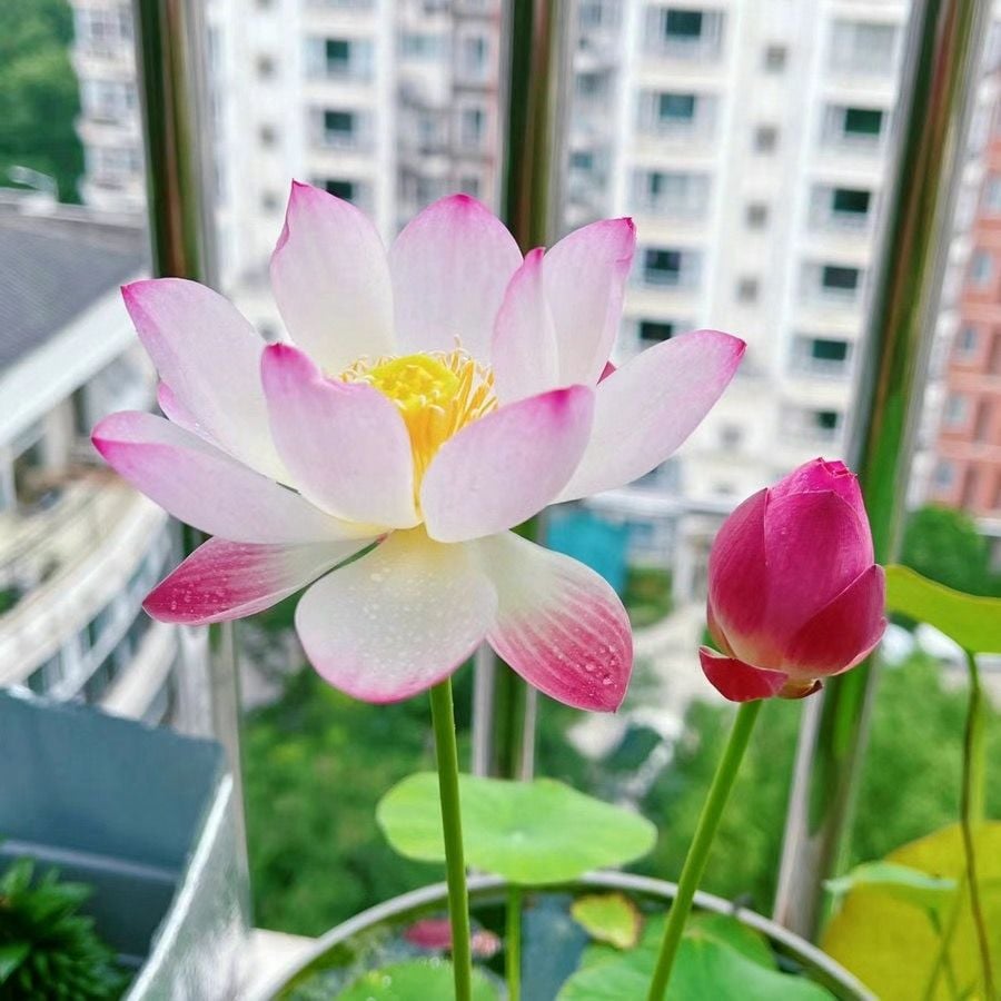 🌸7 Days germination🌸Last Day Sale - 70% OFF💐The Sacred Bonsai Bowl Lotus Flower