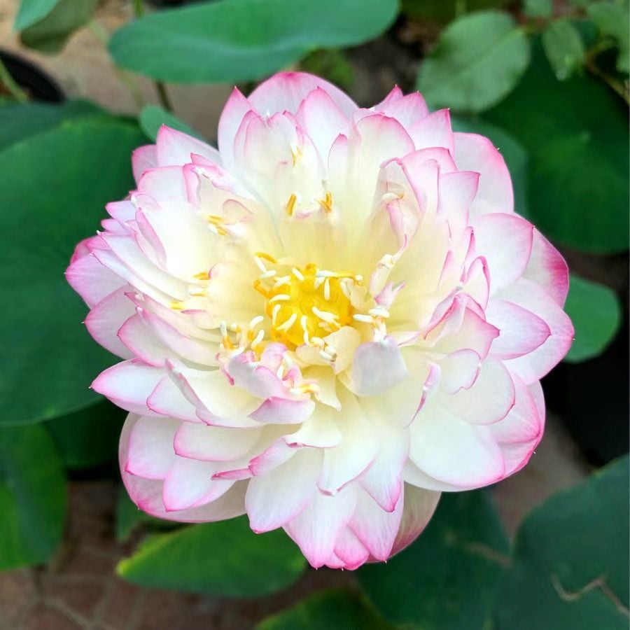 🌸7 Days germination🌸Last Day Sale - 70% OFF💐The Sacred Bonsai Bowl Lotus Flower