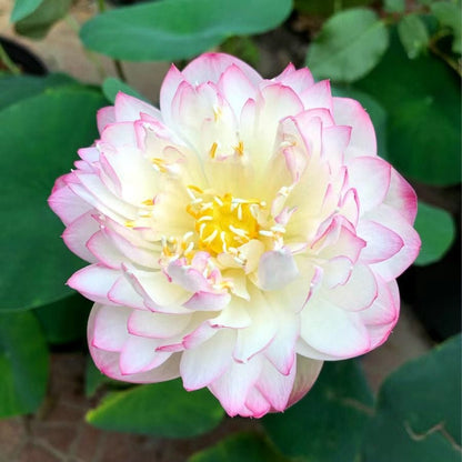 🌸7 Days germination🌸Last Day Sale - 70% OFF💐The Sacred Bonsai Bowl Lotus Flower